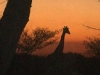 giraffe_sunset