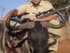 rodney_blue_wildebeest